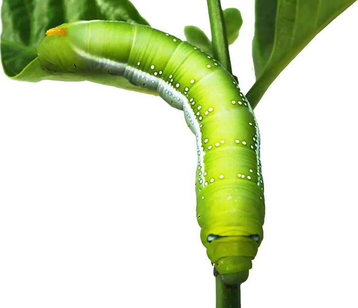 Image is not available