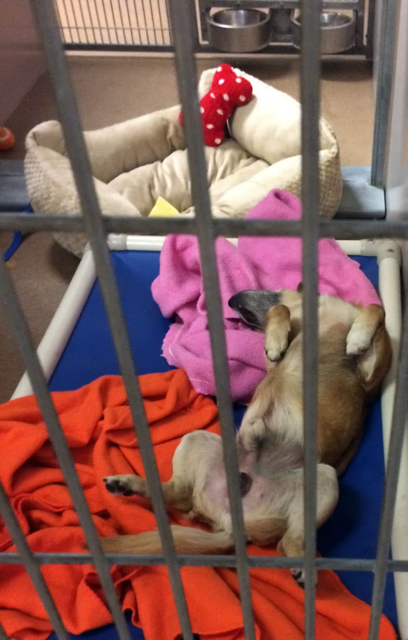 A dog sleeping on the donated blankets at San Jose Animals Care Shelter
