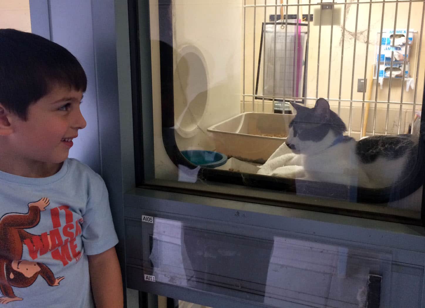 A boy looking at the cat in the Animals Care center